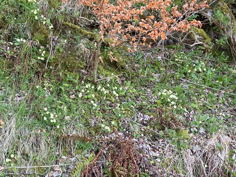 Primroses