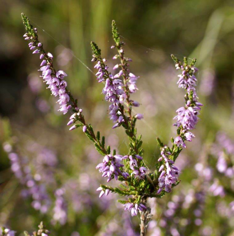 Bell heather, Erica cinerea and Ling, Calluna vulgaris at Devil's