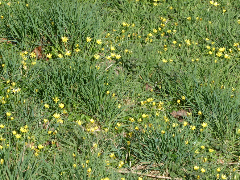 Celandine