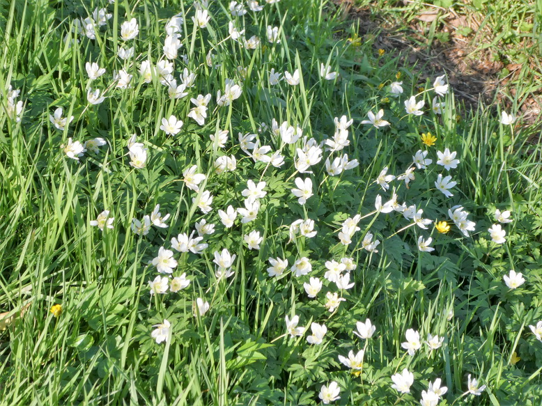 Wood Anemone
