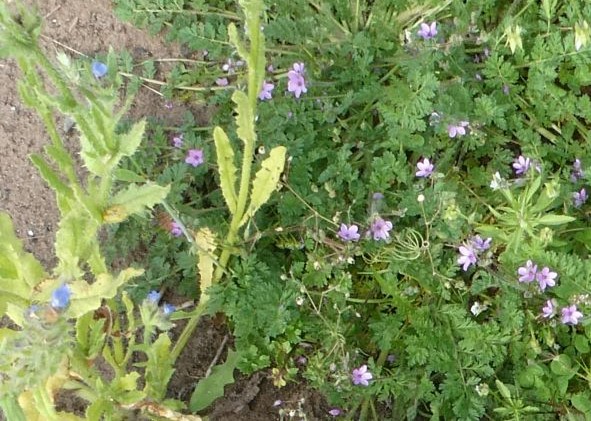 Bugloss, Stork's-bill and Corn Spurrey