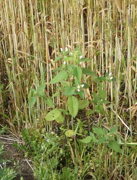 Hemp Deadnettle