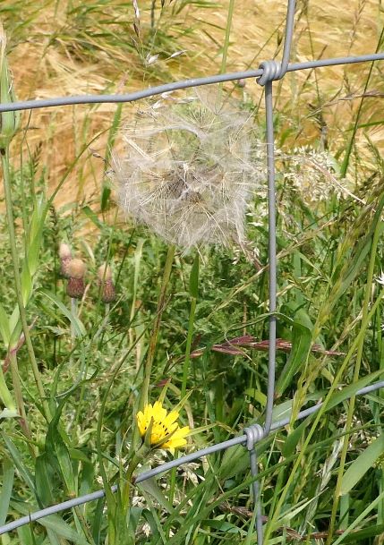 Goat's-beard
