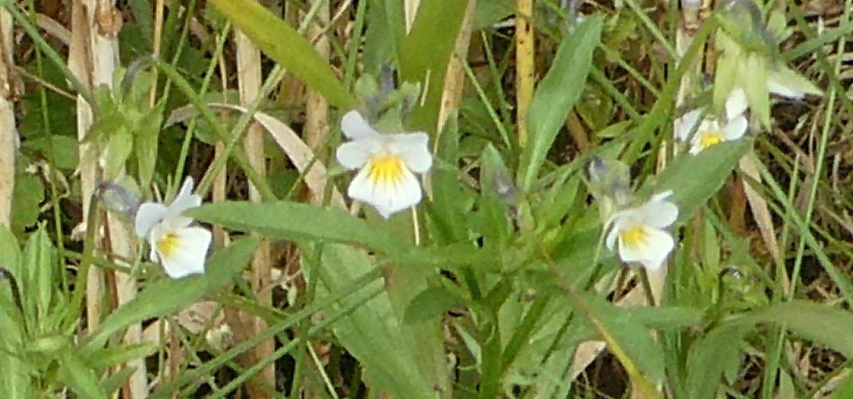 Field Pansy