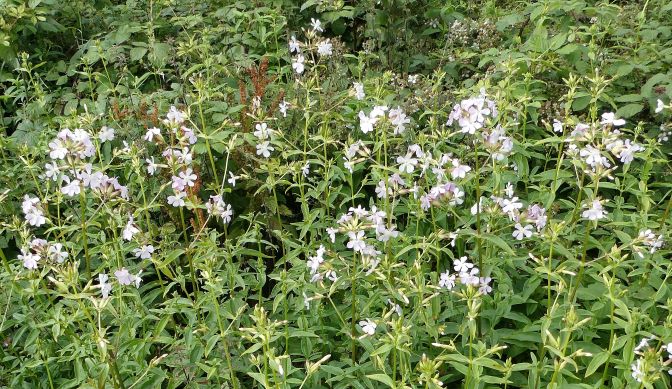 Soapwort