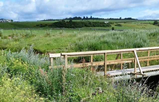 Mugwort by Mill Burn bridge
