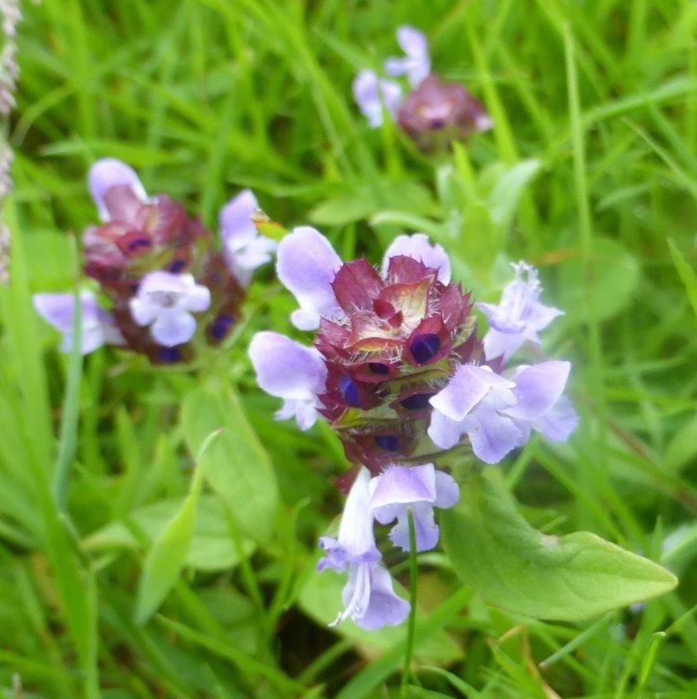 Selfheal