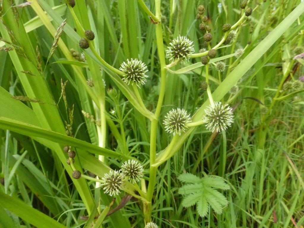Branched Bur-reed
