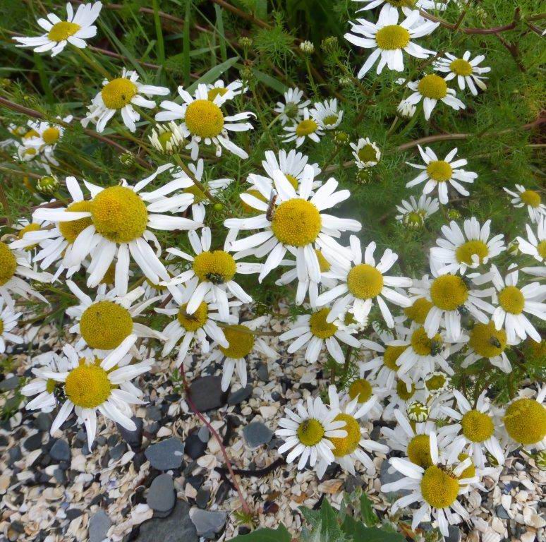Sea Mayweed
