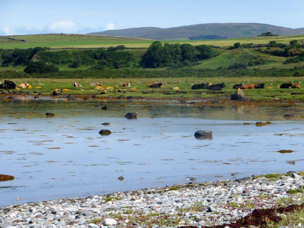 Cattle on the saltmarsh to the north