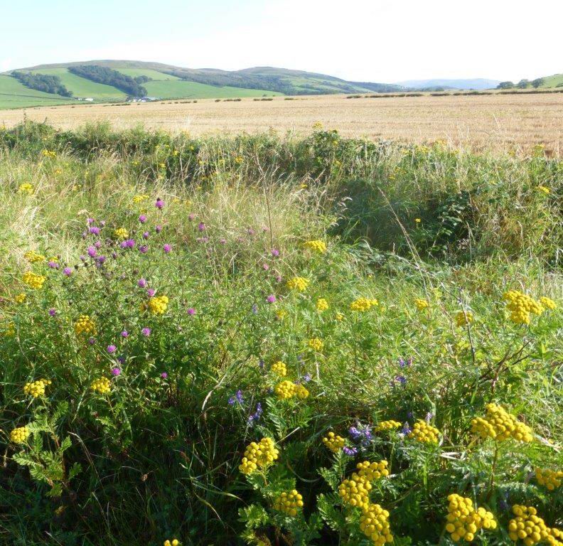 Knapweed, Tansy and Tufted Vetch