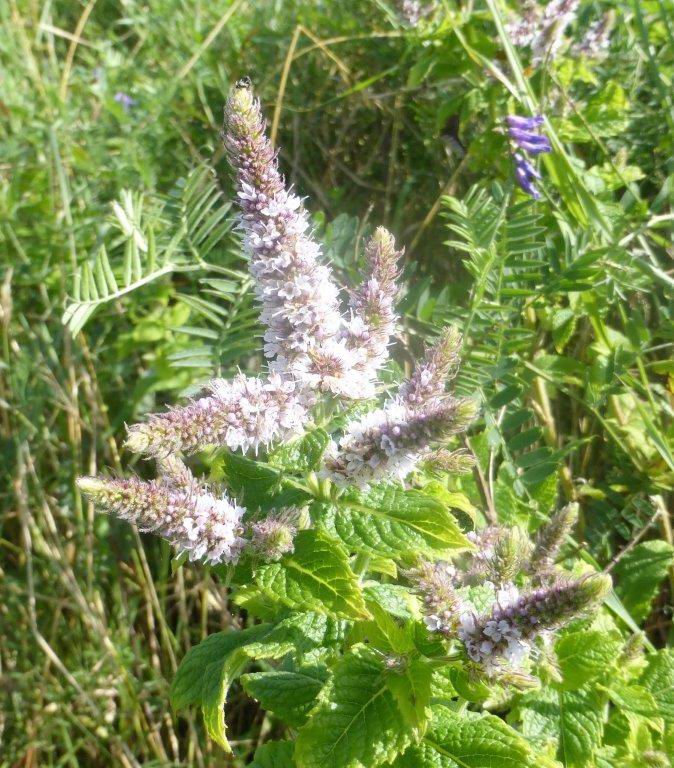 Spearmint