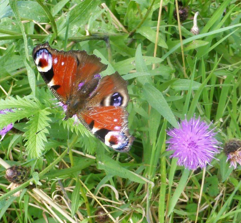 Peacock butterfly on Knapweed