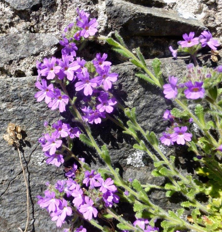 Fairy Foxglove