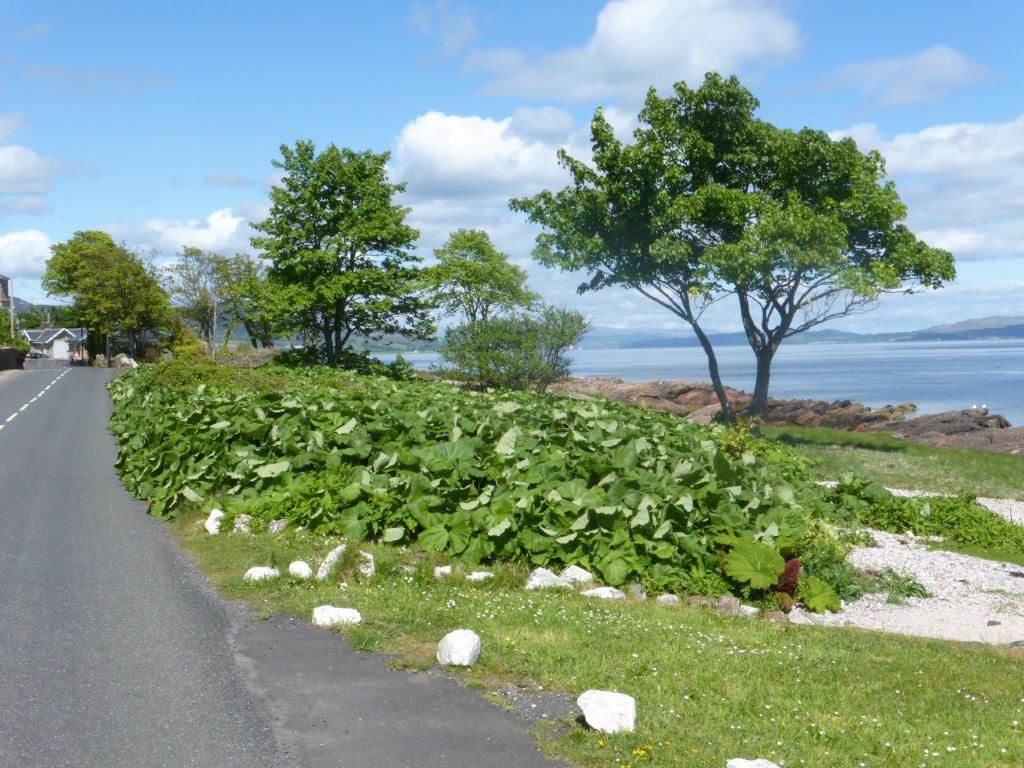 Giant Butterbur
