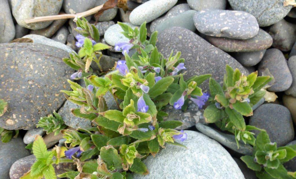 Skullcap
