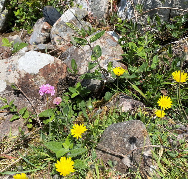 Thrift, Mouse-ear Hawkweed and Wood Sage